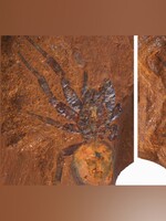 Obří pavoučí fosilie šokovala vědce, je pětkrát větší než žijící druhy