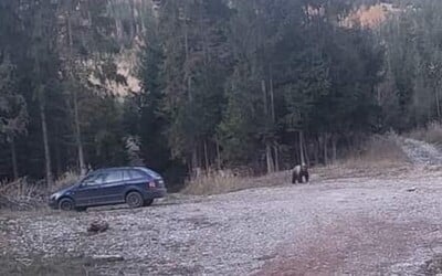 Obyvatelia Kysúc sú v strehu: Výskyt medveďa hlási ďalšia slovenská obec