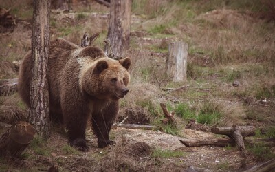 Ochranári museli usmrtiť nebezpečného medveďa, ktorý sa túlal neďaleko Prievidze. Nezostávala nám iná možnosť, oznámili