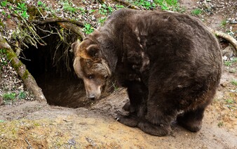 Ochranári upozorňujú, čo robiť pri stretnutí s medveďom. Ľudí varujú pred nevhodným správaním (+ návod)