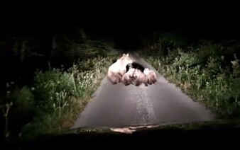 Ochranári upozorňujú, čo robiť pri stretnutí s medveďom. Ľudí varujú pred nevhodným správaním (+ návod)