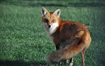Ochránci zvířat: Ministr Výborný odmítá ukončit týrání lišek a psů, norování považuje za efektivní