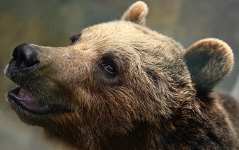 Odborníci upozorňujú: V tejto oblasti Slovenska sú medvede aktívne aj v zime
