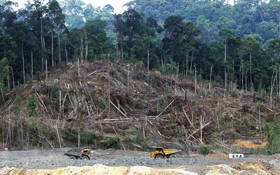 Odlesňovanie Amazonského pralesa vzrástlo za minulý rok až o 20 %