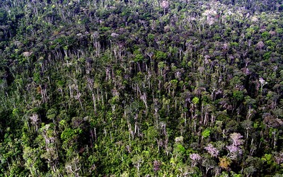 Odlesňovanie v Amazónii prekonalo doterajší rekord. Za jeden mesiac zničili lesy s rozlohou 430 štvorcových kilometrov