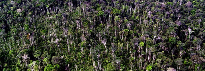 Odlesňování v Amazonii překonalo dosavadní rekord. Za jeden měsíc byly zničeny lesy o rozloze 430 km čtverečních