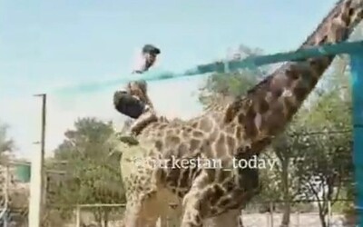 Opilý muž přelezl ohradu v ZOO a zajel si na žirafě. Zvíře se po chvíli naštvalo a shodilo ho na zem