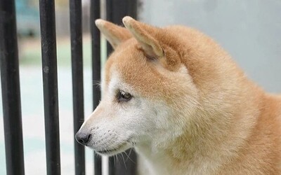 Opuštěného psa vydražili za více než 500 000 korun. Deng Deng je hitem internetu a domů si ho chtěly vzít stovky lidí