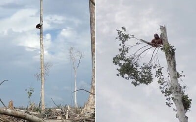 Orangutan přišel kvůli lidem o svůj domov. Emotivní scéna z dokumentu od Netflixu dojímá diváky k slzám