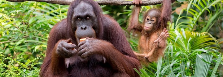 Orangutani dokáží beatboxovat jako lidé, zjistila nová studie