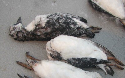 Otepľovanie oceánov už zabilo vyše milión morských vtákov. Ich telá sú vyplavované priamo na pevninu