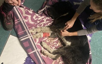 Otřesný případ na Šumpersku: Psa střelili do hlavy a zaživa zakopali, jako zázrakem přežil