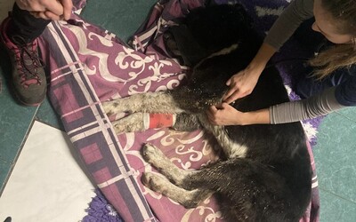 Otřesný případ na Šumpersku: Psa střelili do hlavy a zaživa zakopali, jako zázrakem přežil