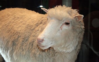 Ovce Dolly - první naklonované zvíře změnilo pohled na moderní genetiku a vyvolalo četné diskuse