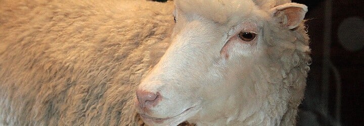 Ovca Dolly - prvé naklonované zviera zmenilo pohľad na modernú genetiku a vyvolalo početné diskusie