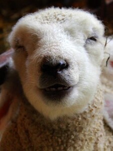 Ovce do seba natlačili 270 kilogramov konopy. Majiteľ opísal ich bláznivé správanie