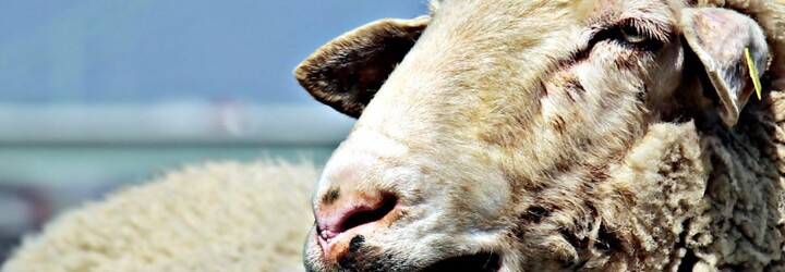 Ovce spásaly téměř 300 kilo konopí. Skákaly pak výš než kozy, podivoval se farmář