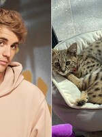 PETA kritizuje Justina Biebera kvôli kúpe mačiek za 35-tisíc. Riešte skutočné problémy, odkazuje spevák 
