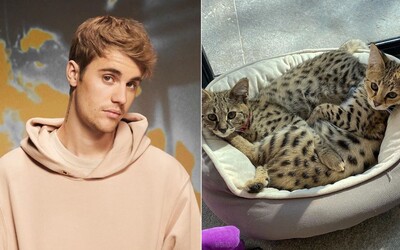 PETA kritizuje Justina Biebera kvôli kúpe mačiek za 35-tisíc. Riešte skutočné problémy, odkazuje spevák 