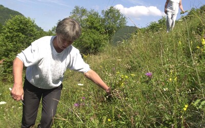 PREHĽAD: Peľ v ovzduší narastá, dôvodom je počasie. Sezóna tráv a pŕhľavy bude pokračovať