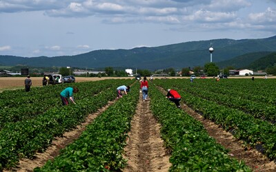 PREHĽAD: Samozber jahôd sa na Slovensku rozbieha. Pri zbere môžeš poriadne ušetriť (+ tabuľka)