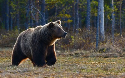 PRIESKUM: Až 75 percent Slovákov sa obáva medveďov v prírode