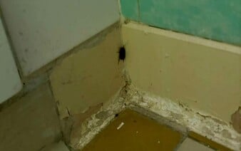 Pacientka našla na infekčnom oddelení bratislavskej nemocnice švábov. Na vine je stav budovy, tvrdí nemocnica