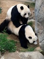 Pandy si v karanténě užily sexuální hrátky poprvé po 10 letech, zoologická zahrada se raduje