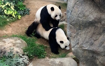 Pandy si v karanténe užili sexuálne hrátky prvýkrát po 10 rokoch, vytešuje sa zoologická záhrada