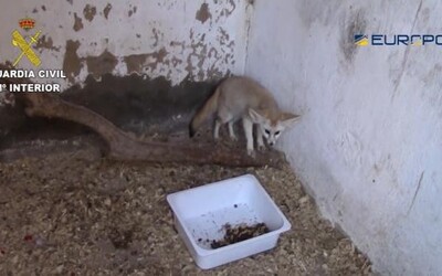 Pašeráci vyvážali chránené zvieratá z EÚ, vrátane Slovenska, do Maroka