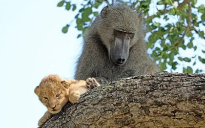 Pavián se staral o malé lvíče, jako kdyby bylo jeho vlastní. Je to obrovská rarita, tvrdí průvodce z parku v Jižní Africe