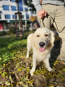 Pejsek Coudy dojal internet: Ztratil se při procházce, za rodinou dojel sám vlakem zpět do Brna