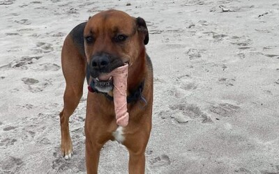 Pes jej počas vychádzky priniesol v papuli dildo. Vydesená majiteľka šla so svojím miláčikom na kliniku sexuálneho zdravia