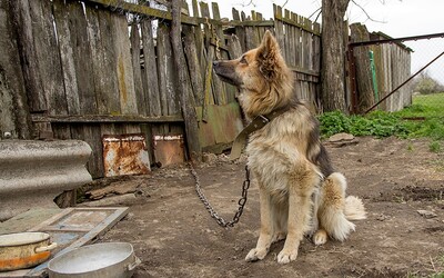 Pes nepatrí na reťaz. Ministerstvo sa bude zaoberať petíciou, ktorá chce držanie chlpáčov na reťazi kompletne zakázať