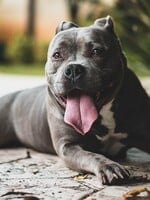 Pitbull není agresivnější než jiní psi. Plemeno s chováním psa téměř vůbec nesouvisí, říká nová studie