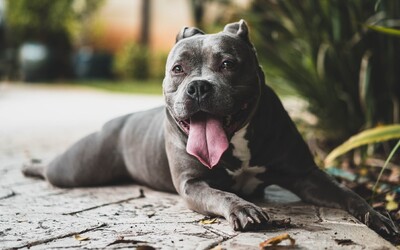 Pitbull není agresivnější než jiní psi. Plemeno s chováním psa téměř vůbec nesouvisí, říká nová studie