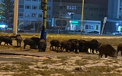 Po Košiciach sa nadránom premávalo stádo diviakov. Obyvateľom sa ich podarilo odfotografovať z tesnej blízkosti