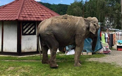 Po Snine sa prechádzala vychudnutá slonica. Je skrotená a zdravá, len je už stará, vysvetľuje manažérka cirkusu