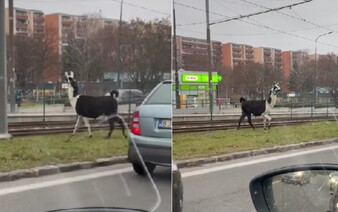 Po bratislavskej Dúbravke behá lama. Túla sa po električkovej trati