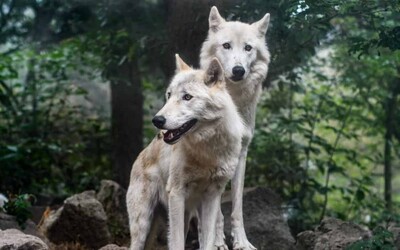 Po brněnské zoo pobíhali vlci, kteří se podhrabali z výběhu