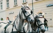 Po koloběžkách končí další dopravní prostředek. Ze Staroměstského náměstí zmizí koně