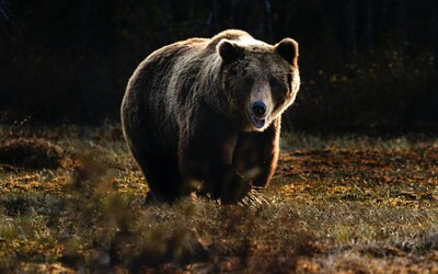 Po obci na strednom Slovensku už dva týždne behá medveď. Starosta teraz varoval obyvateľov, už zavolal zásahový tím
