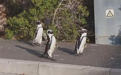 Po prázdnych uliciach Kapského Mesta sa prechádzala skupinka tučniakov. Využili to, že sú ľudia v domácej karanténe