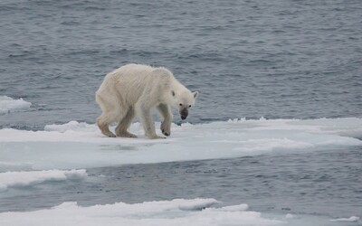 Po ruské vesnici se toulal hladový lední medvěd, byl 700 kilometrů od svého přirozeného prostředí