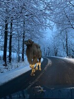 Po silnici v Jizerských horách se promenádoval velbloud, už je zpátky v ohradě
