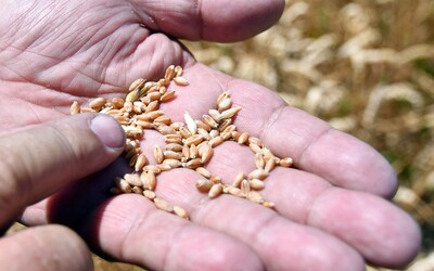 Poté, co Indie zakázala vývoz pšenice, ceny obiloviny překonaly nové rekordy