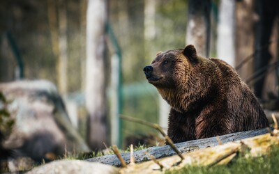 Po uliciach sa nám prechádzali 4 medvede, upozorňuje ľudí mesto na strednom Slovensku. Tieto lokality nenavštevujte, odkazuje