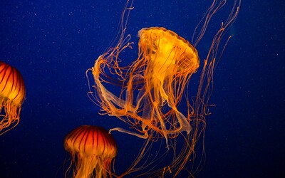 Pobřeží chorvatského ostrova zachvátily medúzy
