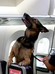 Počas letu ich rušil prdiaci a chrápajúci pes. Nahnevaný pár dostal od spoločnosti vysoké odškodné