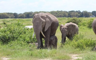 Počet slonů v Keni se zdvojnásobil. Pro pytláky již nejsou až tak zajímaví